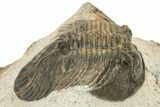 Rare, Platyscutellum Massai Trilobite - Morocco #242445-2